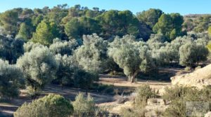 Foto de Gran propiedad de olivos en Caspe, cerca del gran embalse del río Ebro. en venta con electricidad
