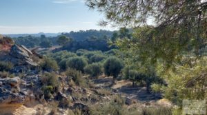 Detalle de Gran propiedad de olivos en Caspe, cerca del gran embalse del río Ebro. con riego por goteo