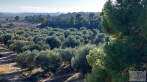 Gran propiedad de olivos en Caspe, cerca del gran embalse del río Ebro. en oferta con buenos accesos