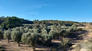 Se vende Gran propiedad de olivos en Caspe, cerca del gran embalse del río Ebro. con electricidad