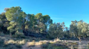 Gran propiedad de olivos en Caspe, cerca del gran embalse del río Ebro. para vender con riego por goteo