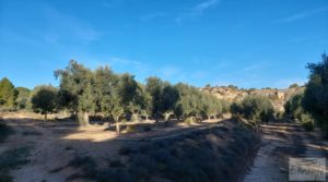 Detalle de Gran propiedad de olivos en Caspe, cerca del gran embalse del río Ebro. con riego por goteo