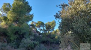 Vendemos Gran propiedad de olivos en Caspe, cerca del gran embalse del río Ebro. con electricidad