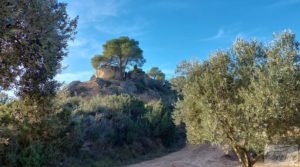 Foto de Gran propiedad de olivos en Caspe, cerca del gran embalse del río Ebro. con buenos accesos