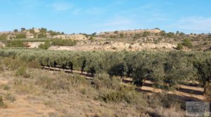 Foto de Gran propiedad de olivos en Caspe, cerca del gran embalse del río Ebro. en venta con buenos accesos por 280.000€