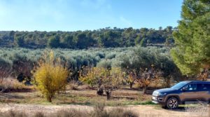 Gran propiedad de olivos en Caspe, cerca del gran embalse del río Ebro. a buen precio con riego por goteo