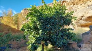 Foto de Gran propiedad de olivos en Caspe, cerca del gran embalse del río Ebro. en venta con buenos accesos