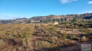 Vendemos Finca de almendros jóvenes en plena producción cerca de Caspe. con electricidad por 90.000€