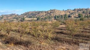 Finca de almendros jóvenes en plena producción cerca de Caspe. en venta con goteo automatizado