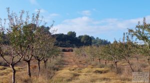 Se vende Finca de almendros jóvenes en plena producción cerca de Caspe. con almacén por 90.000€