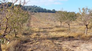 Foto de Finca de almendros jóvenes en plena producción cerca de Caspe. con electricidad