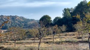 Finca de almendros jóvenes en plena producción cerca de Caspe. para vender con goteo automatizado por 90.000€