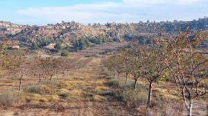 Foto de Finca de almendros jóvenes en plena producción cerca de Caspe. en venta con almacén por 90.000€