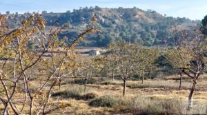 Detalle de Finca de almendros jóvenes en plena producción cerca de Caspe. con almacén por 90.000€