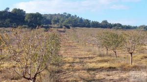 Finca de almendros jóvenes en plena producción cerca de Caspe. para vender con almacén