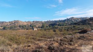 Detalle de Finca de almendros jóvenes en plena producción cerca de Caspe. con almacén