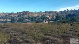 Detalle de Finca de almendros jóvenes en plena producción cerca de Caspe. con goteo automatizado