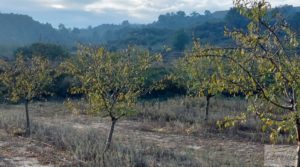 Finca de almendros jóvenes en plena producción cerca de Caspe. en oferta con electricidad