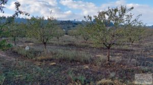 Finca de almendros jóvenes en plena producción cerca de Caspe. para vender con goteo automatizado por 90.000€