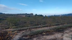 Foto de Finca de almendros jóvenes en plena producción cerca de Caspe. con electricidad por 90.000€