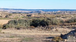 Foto de Finca en la huerta de Caspe con vivienda y almacén. en venta con jardines por 180.000€