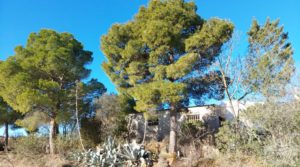 Finca en la huerta de Caspe con vivienda y almacén. en oferta con corral de ovejas por 180.000€