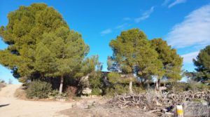 Finca en la huerta de Caspe con vivienda y almacén. a buen precio con jardines por 180.000€