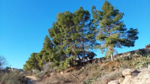 Finca en la huerta de Caspe con vivienda y almacén. en venta con reserva de agua