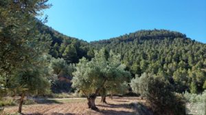 Foto de Finca de olivos centenarios en Fuentespalda. en venta con tranquilidad