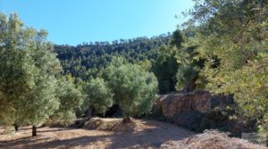 Foto de Finca de olivos centenarios en Fuentespalda. con privacidad por 47.000€