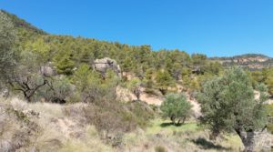 Vendemos Finca en Fuentespalda compuesta por bosques, olivos, almendros y frutales. con paisajes únicos