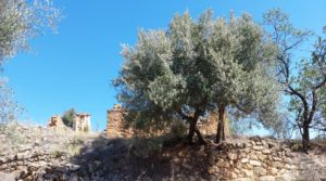 Foto de Finca en Fuentespalda compuesta por bosques, olivos, almendros y frutales. con paisajes únicos por 120.000€