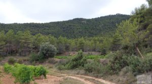 Vendemos Finca en Monroyo entre el río Tastavins y Sierra Molinera. con agua de riego