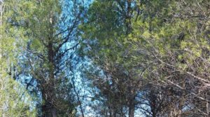 Finca en Mazaleón de olivos, almendros y huerto. para vender con buenos accesos