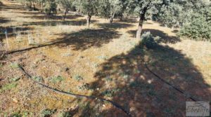 Se vende Finca trufera en Monroyo, comarca del Matarraña. con riego por microaspersión
