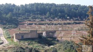 Finca de almendros, olivos y bosque en Arens de Lledó. para vender con buenos accesos por 160.000€