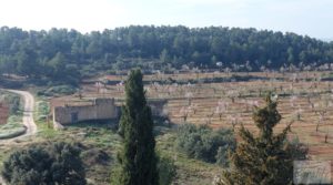 Finca de almendros, olivos y bosque en Arens de Lledó. en venta con buenos accesos