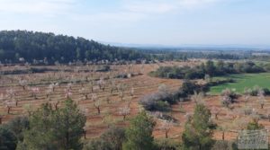 Detalle de Finca de almendros, olivos y bosque en Arens de Lledó. con buenos accesos por 160.000€