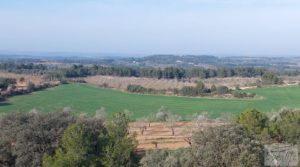 Finca de almendros, olivos y bosque en Arens de Lledó. a buen precio con buenos accesos