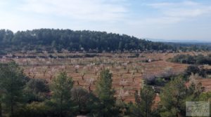 Finca de almendros, olivos y bosque en Arens de Lledó. a buen precio con buenos accesos