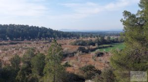 Finca de almendros, olivos y bosque en Arens de Lledó. en oferta con buenos accesos por 160.000€