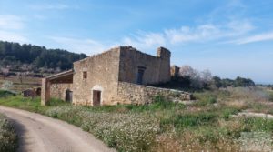 Finca olivarera en Mazaleón, con almendros en plena producción.
