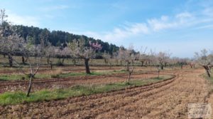 Foto de Finca de almendros, olivos y bosque en Arens de Lledó. con buenos accesos por 160.000€