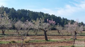 Finca de almendros, olivos y bosque en Arens de Lledó. a buen precio con buenos accesos