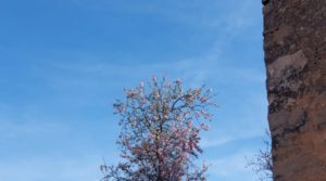 Se vende Finca de almendros, olivos y bosque en Arens de Lledó. con buenos accesos