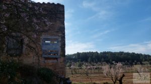 Finca de almendros, olivos y bosque en Arens de Lledó. en venta con buenos accesos por 160.000€