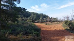 Finca de almendros, olivos y bosque en Arens de Lledó. para vender con buenos accesos