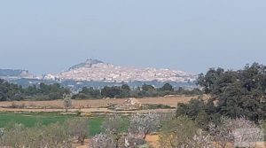 Vendemos Finca de almendros, olivos y bosque en Arens de Lledó. con buenos accesos