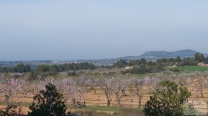 Se vende Finca de almendros, olivos y bosque en Arens de Lledó. con buenos accesos