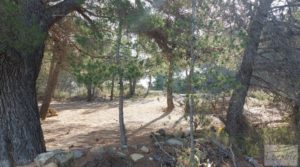 Finca de almendros, olivos y bosque en Arens de Lledó. en venta con buenos accesos